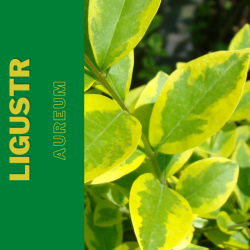 "Ligustr Aureum"
